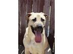 Adopt Ben and Jerry Litter: Phish Food a Shepherd (Unknown Type) / Mastiff dog