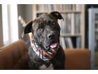 Adopt Mozart a Brindle Mastiff / Mixed Breed (Medium) dog in Denver