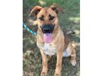 Adopt Serenity a Brown/Chocolate - with Black German Shepherd Dog / Mixed dog in