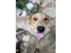 Adopt Catalino a Red/Golden/Orange/Chestnut - with White Australian Cattle Dog /