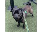 Adopt Toots a Black Pug dog in San Diego, CA (41453735)