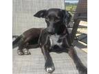Adopt Stormi a Black - with White Beagle / Mixed dog in Davis, CA (40816647)