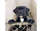 Adopt Tornado a Boxer