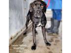 Adopt Twister a Boxer