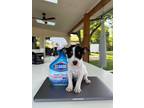 Adopt Stuart a Tricolor (Tan/Brown & Black & White) Rat Terrier / Mixed dog in