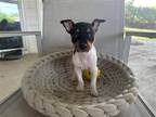 Adopt Kevin a Tricolor (Tan/Brown & Black & White) Rat Terrier / Mixed dog in