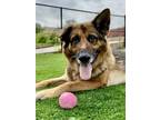 Adopt Seegar a Tan/Yellow/Fawn German Shepherd Dog / Mixed Breed (Medium) /