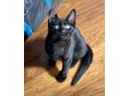 Adopt Shadow our stunning a All Black Bombay (short coat) cat in South Salem