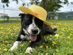 Adopt Daisy a Black Mixed Breed (Medium) / Mixed Breed (Medium) / Mixed (short