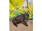 Adopt Dave* a Brown/Chocolate Labrador Retriever / Mixed Breed (Medium) / Mixed