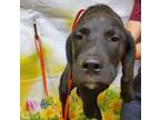 Adopt Taz* a Black Labrador Retriever / Mixed Breed (Medium) / Mixed (short