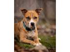 Adopt Delilah a Brown/Chocolate - with White Catahoula Leopard Dog / Pit Bull