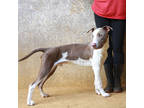 Adopt Willie Nelson a White Catahoula Leopard Dog / Hound (Unknown Type) / Mixed
