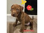 Adopt Sweet Pea a Red/Golden/Orange/Chestnut Vizsla dog in Rathdrum