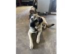 Adopt Dora a Great Pyrenees / German Shepherd Dog dog in Oakwood, TX (39237988)