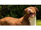 Adopt Creek a Brown/Chocolate Terrier (Unknown Type, Medium) / Labrador
