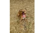 Adopt Porterfield a Tan/Yellow/Fawn Pit Bull Terrier / Mixed Breed (Medium) dog