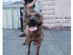 Adopt Lavander a Brindle Bull Terrier / Mixed dog in Newport, TN (41453460)