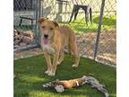 Adopt Astrid a Tan/Yellow/Fawn - with White Labrador Retriever / Carolina Dog /