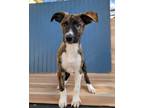 Adopt Flash a Brown/Chocolate - with White Corgi / Mixed Breed (Medium) dog in