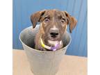 Adopt Fishie a Brown/Chocolate - with White Corgi / Mixed Breed (Medium) dog in