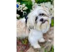 Adopt Sammy a Shih Tzu / Mixed dog in Freeport, NY (41424089)