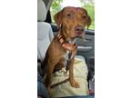 Adopt Maple FKA: Tang a Hound (Unknown Type) / Beagle / Mixed dog in Mineral