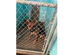 Adopt d-6548 a German Shepherd Dog / Mixed dog in Glen Rose, TX (41426545)