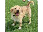 Adopt Wrangler a Terrier (Unknown Type, Small) / Mixed dog in Fallbrook