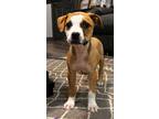 Adopt Tory Burch a Tan/Yellow/Fawn - with White Boxer / Pit Bull Terrier dog in