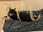 Adopt Pepper a Domestic Shorthair / Mixed (short coat) cat in Little Rock