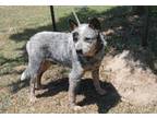 Adopt Rodger a Gray/Silver/Salt & Pepper - with Black Australian Cattle Dog /