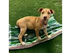 Adopt Pixel a Tan/Yellow/Fawn American Pit Bull Terrier / Mixed Breed (Medium) /