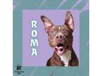 Adopt Roma a Brown/Chocolate Mixed Breed (Small) / Mixed Breed (Medium) / Mixed
