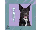 Adopt Taki a Black Mixed Breed (Small) / Mixed Breed (Medium) / Mixed (short