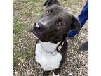 Adopt Chance a Black Boxer / Border Collie / Mixed (short coat) dog in Kingston
