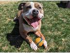 Adopt Rayna a Brown/Chocolate American Pit Bull Terrier / Mixed Breed (Medium) /