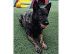 Adopt Sloane - In Foster a Brindle Dutch Shepherd / Mixed dog in Rockwall
