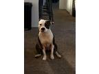 Adopt Ela a Brown/Chocolate - with White American Pit Bull Terrier / Mixed dog
