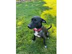 Adopt Tatum a Black - with White Labrador Retriever / Australian Cattle Dog /