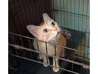 Adopt Ms. Sunshine a Orange or Red (Mostly) Domestic Shorthair / Mixed (short