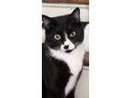 Adopt T’Challa a Black & White or Tuxedo American Shorthair / Mixed (short