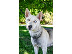 Adopt Sarabi a Brown/Chocolate Alaskan Klee Kai / Mixed Breed (Medium) / Mixed