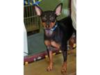 Adopt Aquiles a Black Miniature Pinscher / Mixed Breed (Medium) / Mixed (short