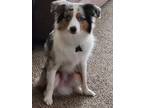 Adopt Tymoon a Tricolor (Tan/Brown & Black & White) Australian Shepherd / Mixed