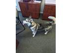 Adopt Alaska a White - with Black Husky / Mixed dog in Raleigh, NC (41453170)
