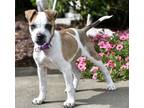 Adopt PUPPY TRAVIS a Tan/Yellow/Fawn - with White Beagle / Terrier (Unknown