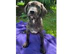 Adopt Appt. Pending - Cardamom a Catahoula Leopard Dog / Mixed dog in