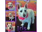 Adopt Iris a White Westie, West Highland White Terrier / Mixed dog in Hatfield