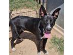 Adopt Reed a Border Collie, Shepherd